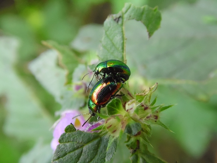 Chrysomelidae da determinare... Chrysolina fastuosa